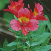 Pink Alstroemeria Diamond Paintings