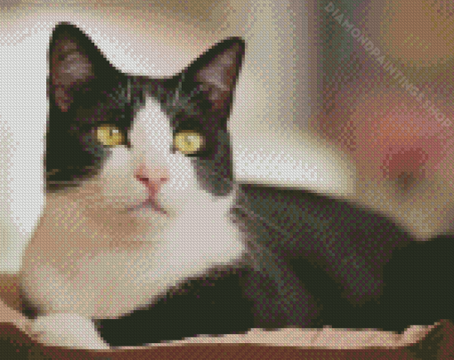 Tuxedo Cat Diamond Paintings