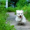 West Highland Terrier Dog Runing Diamond Paintings