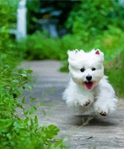 West Highland Terrier Dog Runing Diamond Paintings