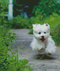 West Highland Terrier Dog Runing Diamond Paintings