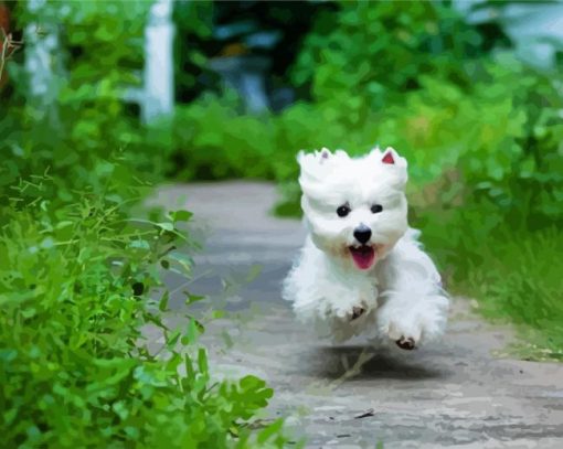 West Highland Terrier Dog Runing Diamond Paintings