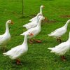 White Geese In The Garden Diamond Paintings