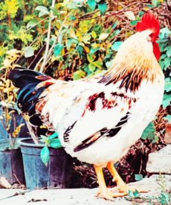 White And Red Chicken Rooster Diamond Paintings