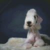 White Bedlington Terriers Diamond Paintings