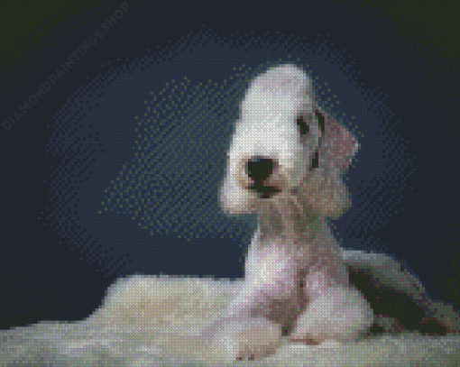 White Bedlington Terriers Diamond Paintings
