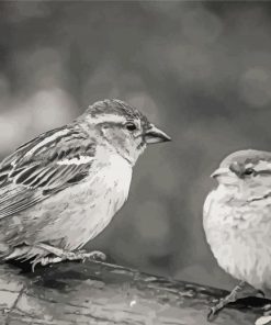 Black And White House Sparrow Birds Diamond Paintings