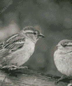 Black And White House Sparrow Birds Diamond Paintings
