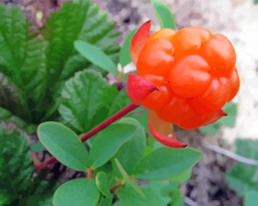 Cloudberry Diamond Paintings