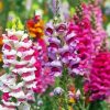 Colorful Snapdragons Diamond Paintings