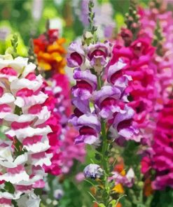 Colorful Snapdragons Diamond Paintings