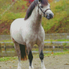 Grey Welsh Pony Diamond Paintings