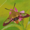 Insect Hummingbird Hawk Moth Diamond Paintings