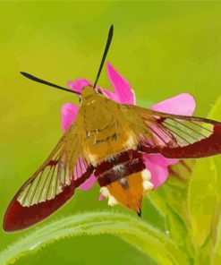 Insect Hummingbird Hawk Moth Diamond Paintings