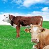 Irish Countryside Cows Diamond Paintings