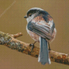 Long Tailed Tit Bird Back Diamond Paintings