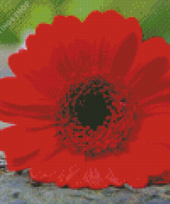 Red Gerbera Daisy Flower Diamond Paintings