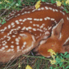 Resting Deer Diamond Paintings