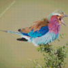 Roller Bird Vocalization Diamond Paintings