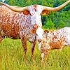 Texas Cattle Animal Diamond Paintings