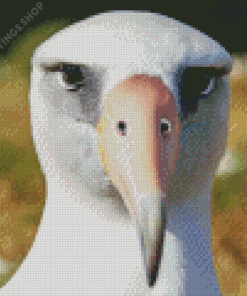 Albatross Closeup Diamond Paintings