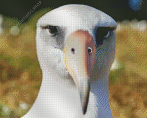 Albatross Closeup Diamond Paintings