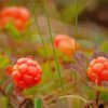 Cloudberries Diamond Paintings