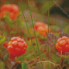 Cloudberries Diamond Paintings