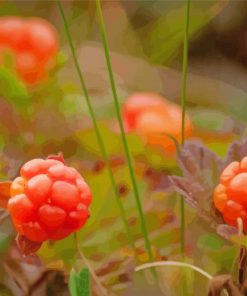 Cloudberries Diamond Paintings