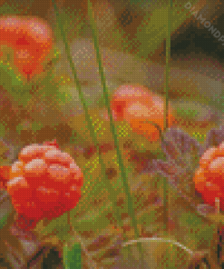 Cloudberries Diamond Paintings