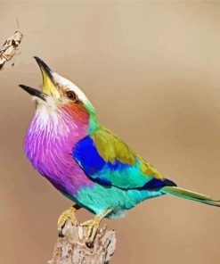 Colorful Roller Bird Diamond Paintings