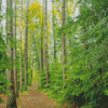 Forest Mountain Trail Diamond Paintings