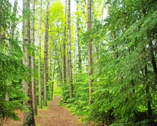 Forest Mountain Trail Diamond Paintings