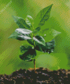 Green Coffee Plant Tree Diamond Paintings