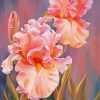 Pink Iris Flowers Art Diamond Paintings