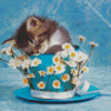 Kitten Sleeping In A Cup Diamond Paintings
