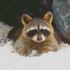 Winter Snow Raccoon Diamond Paintings