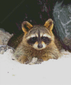 Winter Snow Raccoon Diamond Paintings