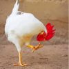Aesthetic Big White Rooster 5D Diamond Painting
