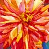 Blooming Red Orange Dahlia Flower 5D Diamond Painting