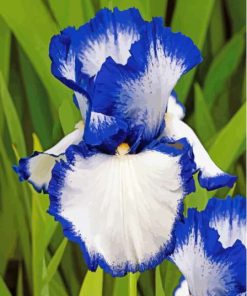 Blue White Bearded Iris 5D Diamond Painting