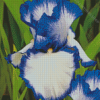 Blue White Bearded Iris 5D Diamond Paintings