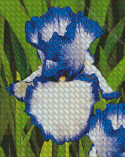 Blue White Bearded Iris 5D Diamond Paintings