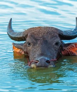 Domestic Water Buffalo Diamond Painting