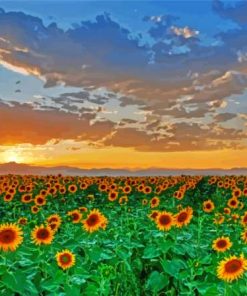 Sunflowers Field Italy Tuscany 5D Diamond Painting