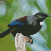 Tui Bird New Zealand 5D Diamond Paintings