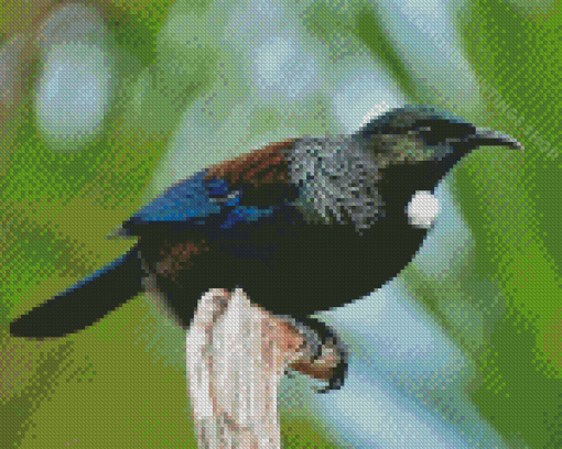 Tui Bird New Zealand 5D Diamond Paintings