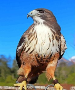 Aesthetic Red Tailed Hawk 5D Diamond Painting
