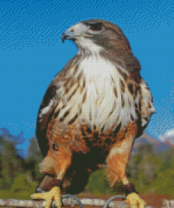 Aesthetic Red Tailed Hawk 5D Diamond Paintings