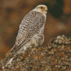 Aesthetic White Gyrfalcon Diamond Paintings